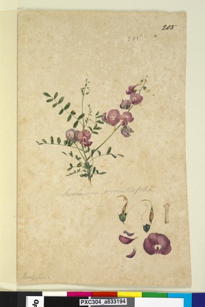 Pagina 205. Swainsona da John William Lewin