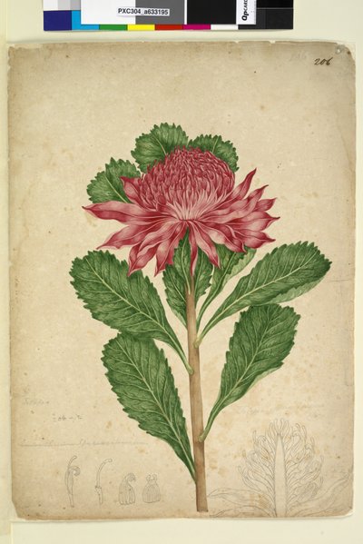 Pagina 206. Telopea speciosissima da John William Lewin