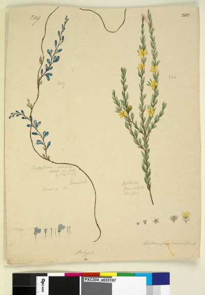 Pagina 209. Comesperma volubile; 210. Hibbertia fasciculata da John William Lewin