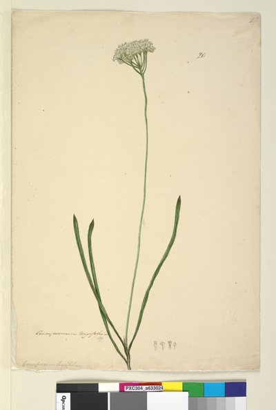 Pagina 20. Conospermum longifolium, c.1803-06 da John William Lewin