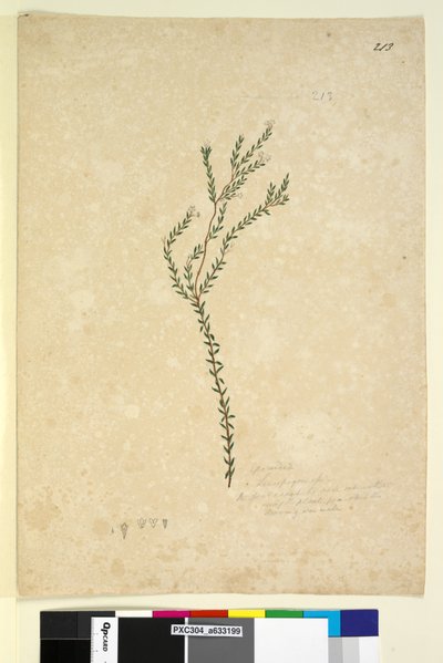 Pagina 213. Epacrideae Leucopogon sp. da John William Lewin