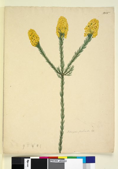 Pagina 215. Dillwynia floribunda da John William Lewin