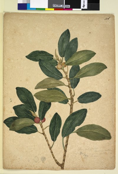 Pagina 216. Ficus rubiginosa da John William Lewin