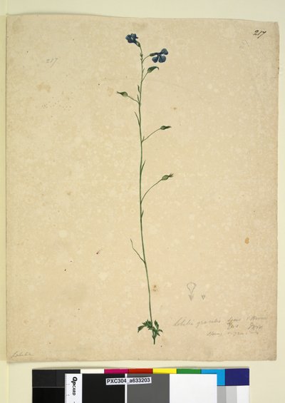 Pagina 217. Lobelia gracilis da John William Lewin