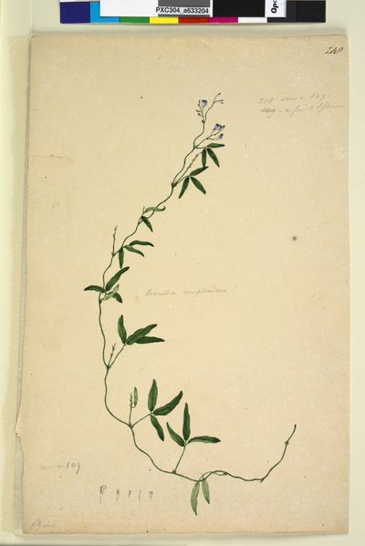 Pagina 218. Kennedia comptoniana Hardenbergia comptoniana da John William Lewin