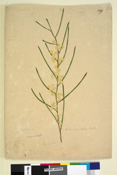 Pagina 219. Acacia angustifolia da John William Lewin