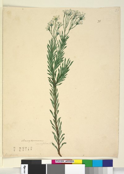 Pagina 21. Conospermum ericifolium, c.1803-06 da John William Lewin