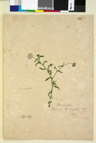 Pagina 220. Brachycome multifida da John William Lewin