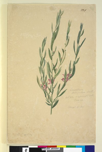 Pagina 221. Eriostemon da John William Lewin