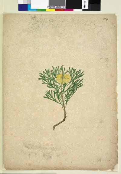 Pagina 224. Isopogon anemonifolius da John William Lewin