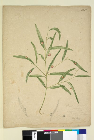 Pagina 225. Il ramo di una specie di Eucalyptus con galle da John William Lewin