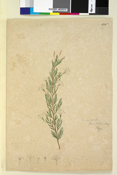 Pagina 226. Ricinocarpus pinifolius da John William Lewin