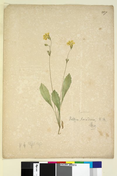 Pagina 227. Velleia paradoxa da John William Lewin