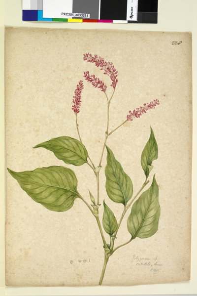 Pagina 228. Polygonum orientale da John William Lewin