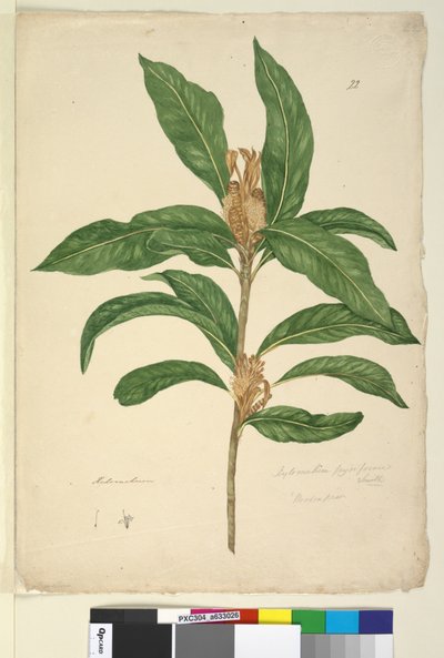 Pagina 22. Xylomelum pyriforme, c.1803-06 da John William Lewin