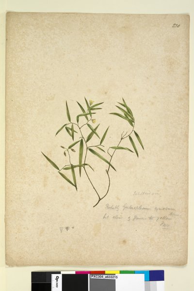 Pagina 230. Geitonoplesium cymosum da John William Lewin
