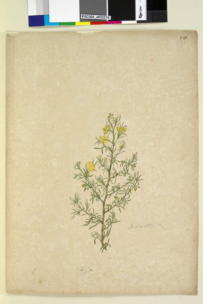 Pagina 231. Hibbertia sp. da John William Lewin