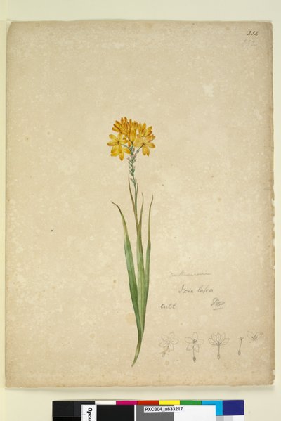 Pagina 232. Ixia lutea da John William Lewin