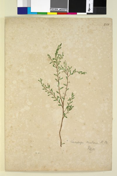 Pagina 233. Leucopogon da John William Lewin