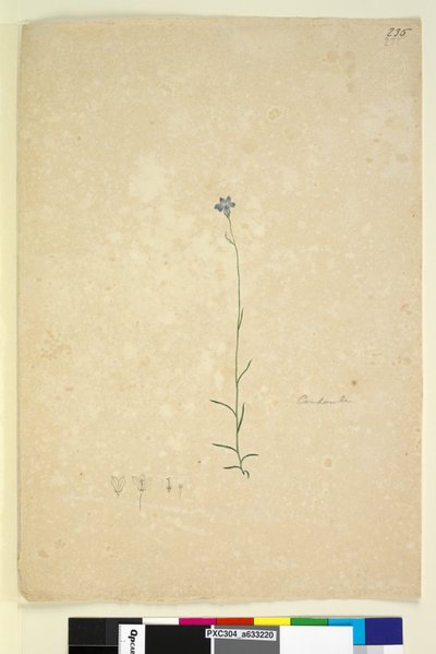 Pagina 235. Campanula da John William Lewin