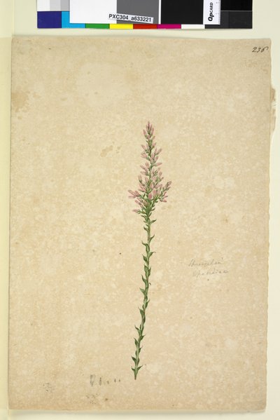 Pagina 236. Sprengelia da John William Lewin