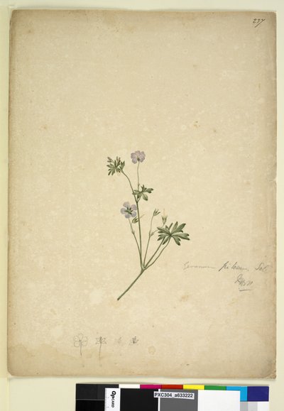 Pagina 237. Geranium pilosum da John William Lewin