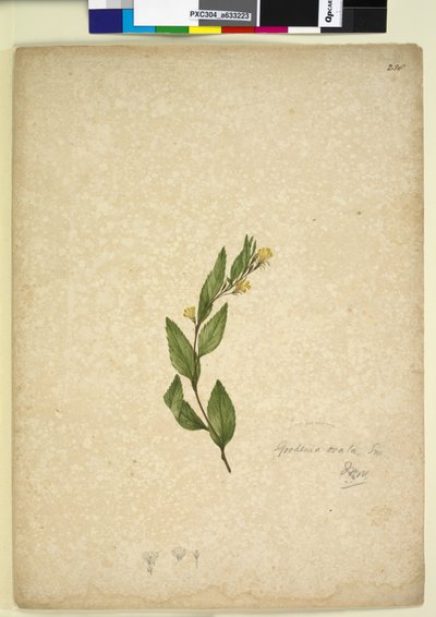 Pagina 238. Goodenia ovata da John William Lewin