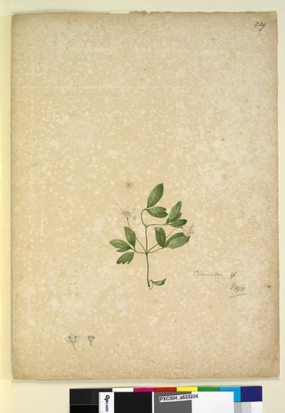 Pagina 239. Clematis da John William Lewin