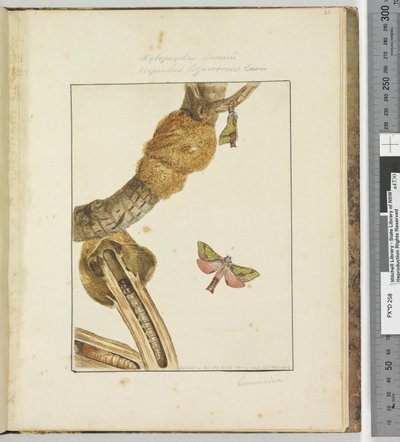 Pagina 23 Tavola 6 Xylopsyche Lewinni Hepialus Ligniveren Lewin, 1803-04 da John William Lewin