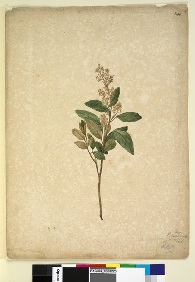 Pagina 240. Pomaderris ligustrina da John William Lewin