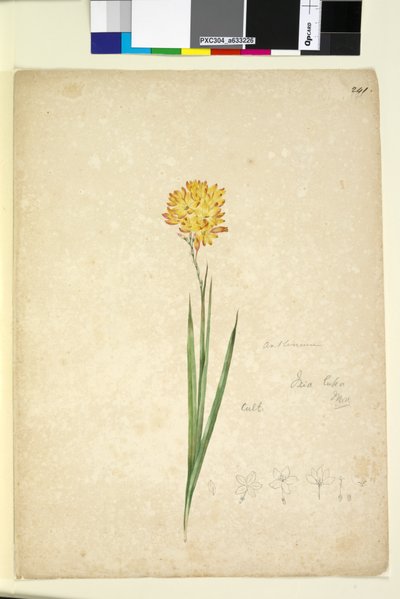 Pagina 241. Ixia lutea da John William Lewin