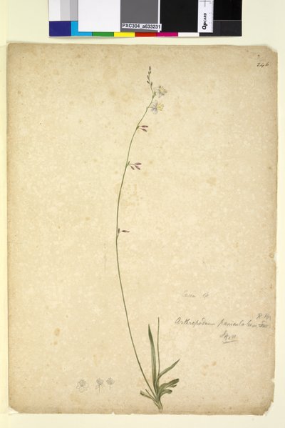 Pagina 246. Arthropodium paniculatum da John William Lewin