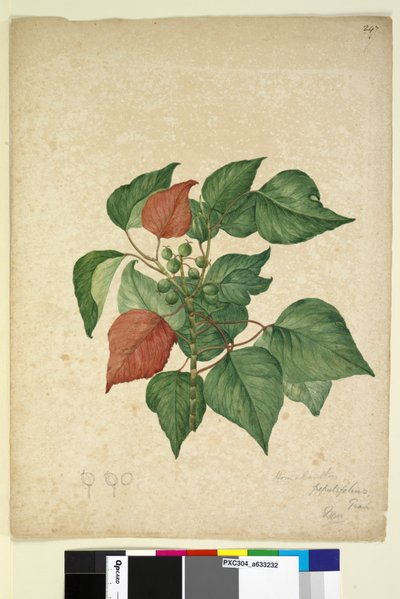 Pagina 247. Homolanthus populifolius Omalanthus populifolius, c.1803-06 da John William Lewin