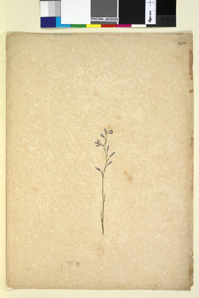 Pagina 250. Pianta non identificata da John William Lewin
