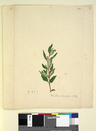 Pagina 251. Marsdenia suaveolens da John William Lewin