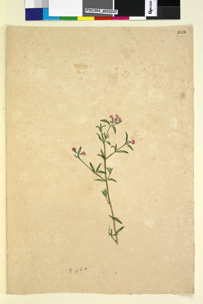 Pagina 252. Pianta non identificata da John William Lewin