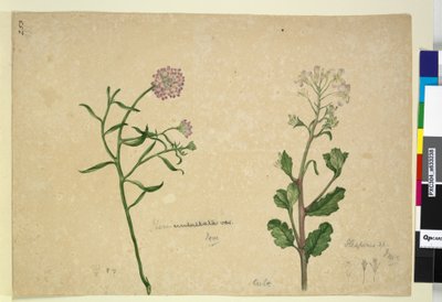 Pagina 253. Iberis umbellata; Hesperis sp. da John William Lewin