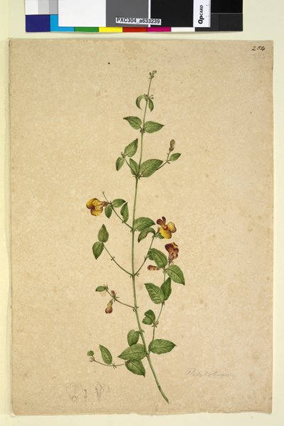 Pagina 254. Platylobium da John William Lewin