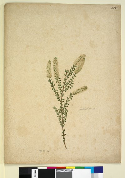 Pagina 255. Melaleuca da John William Lewin
