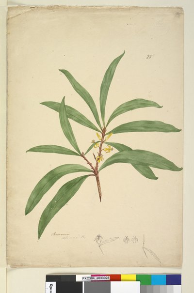 Pagina 25. Persoonia salicina, c.1803-06 da John William Lewin