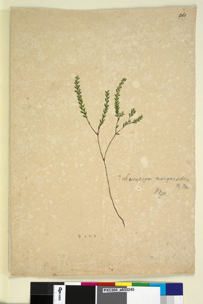Pagina 260. Leucopogon margarodes da John William Lewin