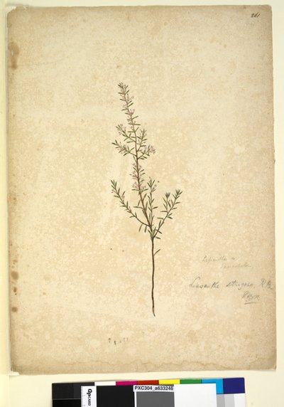 Pagina 261. Lissanthe strigosa da John William Lewin