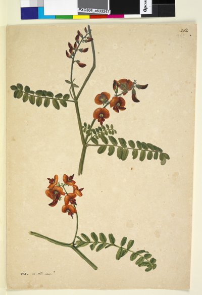 Pagina 262. Firmato: I.W.L. 30 Nov. 1805 da John William Lewin