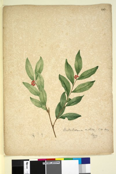 Pagina 263. Wikstroemia indica da John William Lewin
