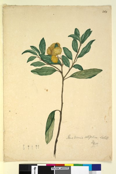 Pagina 264. Pomaderris elliptica da John William Lewin