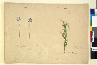 Pagina 265. Glossodia minor; 266. Ricinocarpus da John William Lewin
