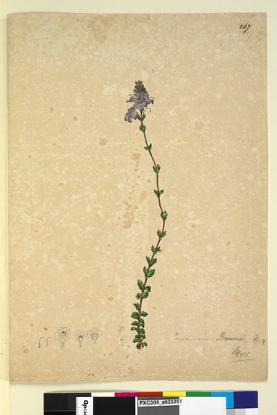 Pagina 267. Euphrasia brownii da John William Lewin
