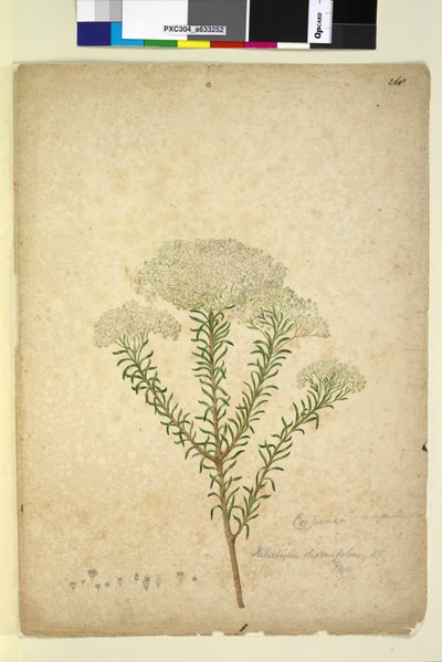 Pagina 268. Helichrysum diosmifolium Ozothamnus diosmifolius da John William Lewin