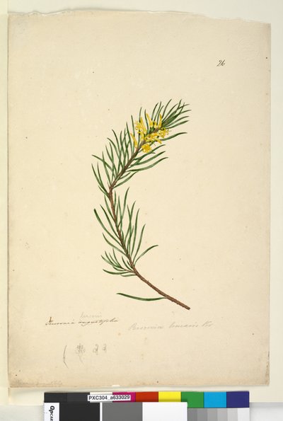 Pagina 26. Persoonia linearis, c.1803-06 da John William Lewin
