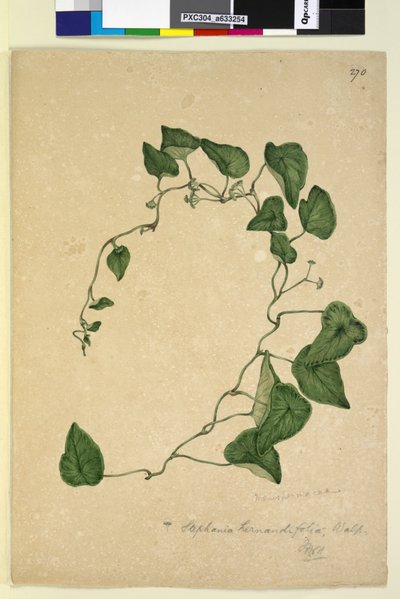Pagina 270. Stephania hernandiaefolia da John William Lewin